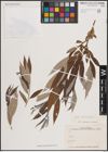 Foto von Salix excelsa S. G. Gmel.